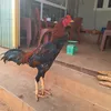 ykhoi7