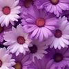 flowers._50