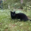 crowkitty