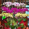 hoangyennguyen437
