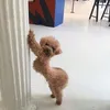 bupsbie3_