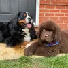 Adventure-of-two-gentlegiants