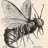 cinzasdoicaro