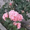 jalil121472