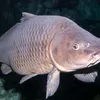 fish_with_mike