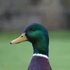 the.musical.duck