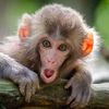 monkeylover2994