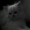 kitty_kat3c