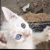 roya7335