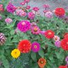 arzu6056