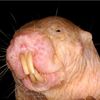 moleratiius