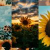 sunflower55175