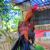 dunia.hobi53