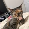 kiki_da_kittykat