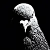 pombo.governador