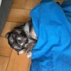 pingo.na