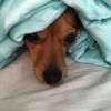 lildog402