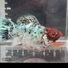 lion.treo