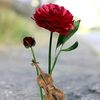 fayaz_alle