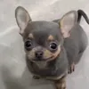 yaanskilzxc