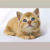 cat.lover77777