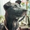anthlinh