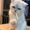 fundedtrader11