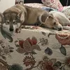 ginoandtiffany