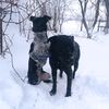 my_dogs_hotdogs