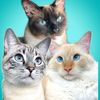siamese.sisters