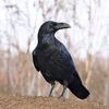 crowreper