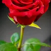 norma.mazza