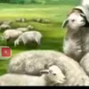 joseblallanricher7