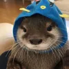 cookie_loll1