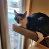 axelcat23