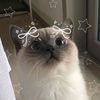dreammie716