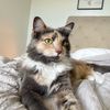 matchathecalico