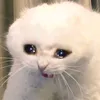 banhmi_10k_1phan
