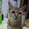 allhadib06
