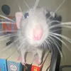shrimpidimpiii