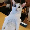 jules.le.sal0pard