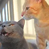 Nhà có 3 con mều 🐈🐈