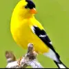 hakimopylwc