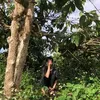 dinh.quoc1214