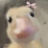 lilyy11388