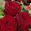 waseem.bangash4