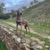 Tango_Weimaraner