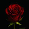 adi.rose_