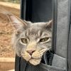 atlas_themainecoon