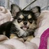 chiwawaroi